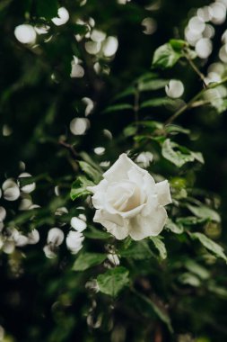 Beyaz bir gül parlak yeşil yapraklara karşı çok güzel duruyor, saflığı simgeliyor..