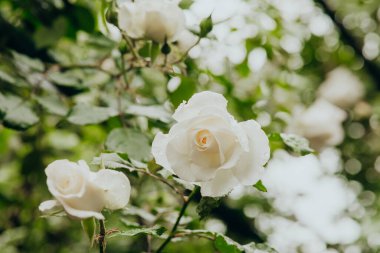 Narin beyaz güller, yumuşak ışığın altındaki canlı bahçede bol bol çiçek açıyor..