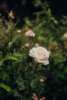 Canlı yaprakların arasında çiçek açan narin bir gül, doğanın güzelliğini gözler önüne seriyor..