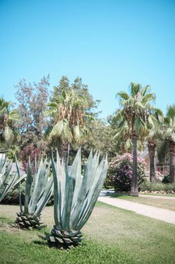 Parlak güneş ışığı altında tropikal bahçedeki bitkiler
