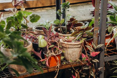 İç mekan koleksiyonu ve çevreci yaşam formu kavramları için karışık yeşillik içeren örümcek santrali rafı.