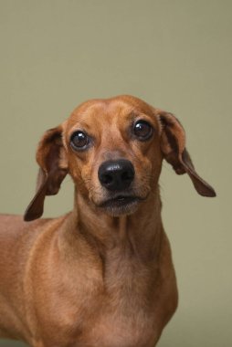 Dachshund 'u kapat. Büyük gözleri var. Hayvan duyguları için mükemmel reklamlar ya da hayvan kampanyalarındaki duygusal hikaye anlatımları için mükemmel.