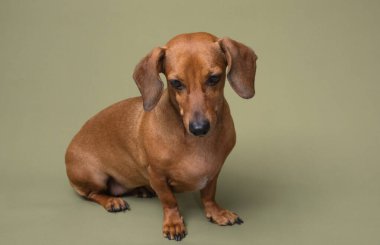 Yeşil arka planda gülümseyen dachshund neşeli evcil hayvan reklamları ve diş sağlığı temaları için harika