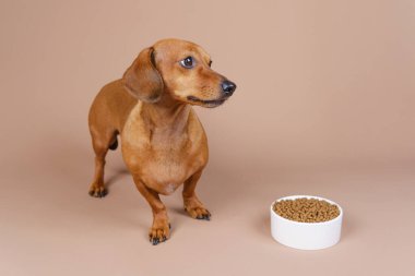 Dachshund bej zeminde bir kase kuru yiyeceğin yanına bakıyor. Sağlıklı beslenme ve evcil hayvan yemek temaları için mükemmel.