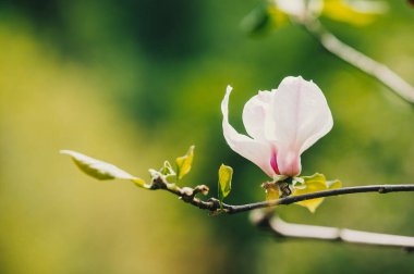 Taze yeşil yapraklarla çevrili bir dalda güzel bir manolya çiçeği açılır..