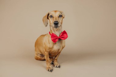 Kırmızı papyonlu zarif dachshund şık poz veriyor, portre ya da hayvan modasında kutlama konsepti