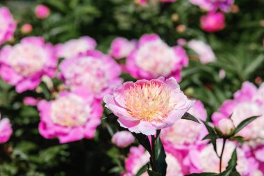 Canlı pembe şakayıklar, güneşli bir bahçede yeşil yaprakların arasında gelişir..