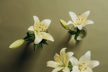 Zeytin zemininde sarı zambak çiçekleri