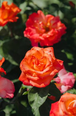 Güzel turuncu ve pembe güller yemyeşil bir bahçede gün ışığında büyür..