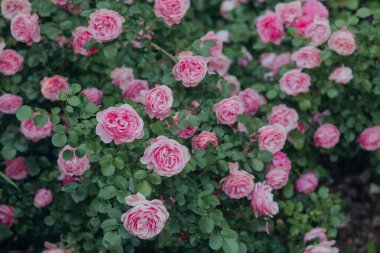 Bereketli pembe gül kümeleri güneşli bir bahçede serpilmiş, baharın sıcağını karşılıyor..