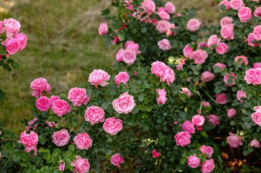 Canlı pembe güller serin bir bahçe ortamında yeşil yaprakların arasında yeşerir..