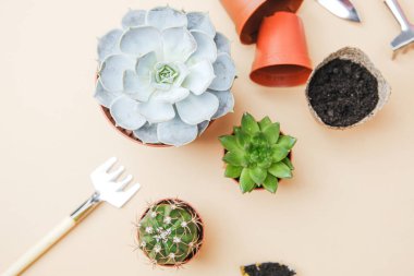 Küçük bitkiler ve bahçe aletleri dikim için düz bir yüzeye yerleştirilmiş.