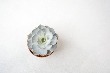 Kahverengi bir tencerede katmanlı yaprakları olan yumuşak mavi sulu bitki açık dokulu bir yüzeyde oturur..