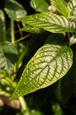 Piper auritum yapraklı makro güneş ışığı doğal güzellik, sağlık ve tropik yeşillik kavramları için