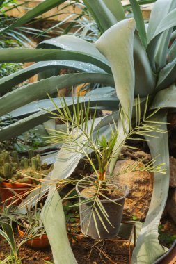 Genç Anka Kuşu Dactylifera palmiyesi yeni yaşam, tarım ve tropikal büyüme kavramları için saksıda