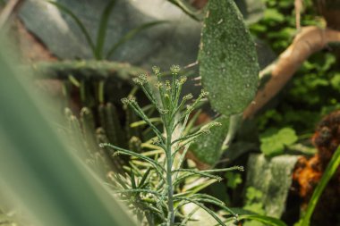 Öforbi, minimalizm, yapı ve yumuşak ışık kavramları için güneş ışığında tirucalli dalları
