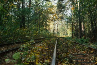 Sonbaharda renkli bir orman boyunca uzanan aşırı gelişmiş demiryolu rayları..