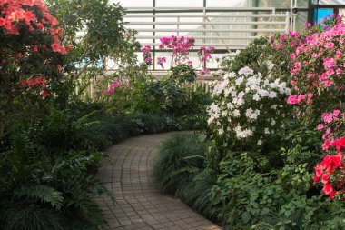 Seradaki parlak pembe Azalea Çiçekleri