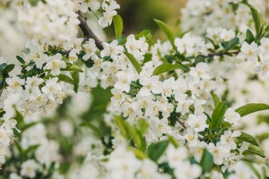 Bahar mevsiminde bir meyve ağacında beyaz çiçekler bol bol açar..
