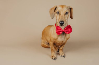 Kırmızı papyonlu zarif dachshund şık poz veriyor, portre ya da hayvan modasında kutlama konsepti