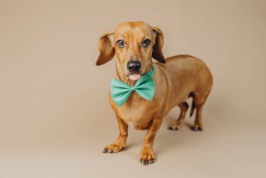 Yeşil papyonlu Dachshund mutluluk, mizah ya da neşeli hayvan yaşam tarzı konsepti için gülümsüyor.