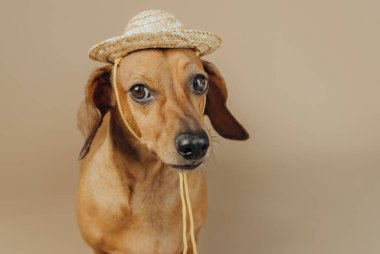 Taşra yaşamı ve mizah anlayışı için bej arka planda saman şapkalı Dachshund.