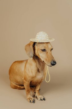 Yaz, tatil ve seyahat konsepti için bej arka planda saman şapkalı köpek