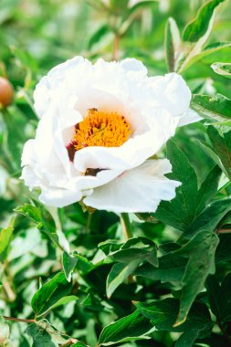 Beyaz bir şakayık çiçek açar, sarı erkek arılar ziyarete gelir..