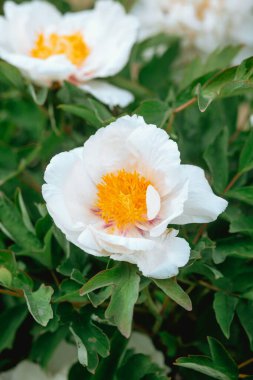 Parlak sarı merkezli canlı beyaz bir şakayık yeşil yaprakların arasında çiçek açar..