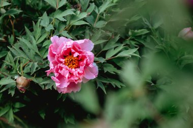 Canlı pembe bir şakayık, güneşli bir bahçede yeşil yaprakların arasında duruyor..