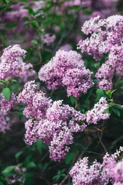 Leylak çiçekleri çiçek açmış, canlı mor yapraklar ve yemyeşil yapraklar sergiliyorlar..