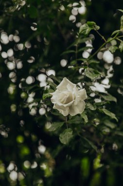 Güzel beyaz gül, sabah ışığında canlı yeşil yapraklara karşı duruyor..
