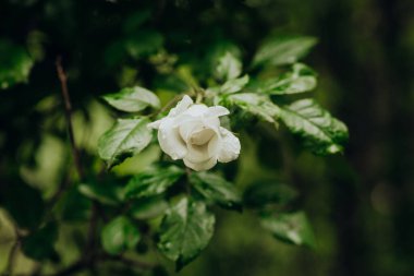 Tek bir beyaz çiçek bahçedeki canlı yeşil yaprakların arasında güzel bir şekilde açılır..