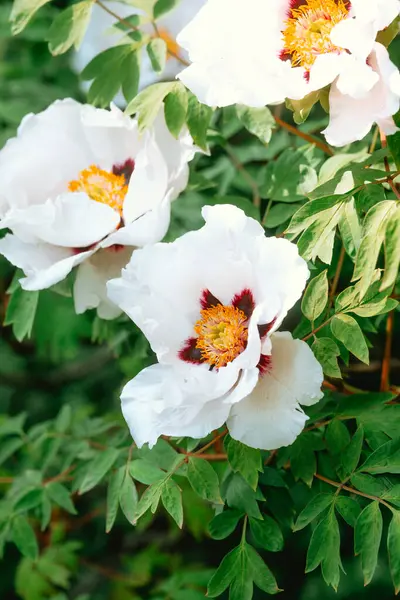 Sarı merkezli canlı beyaz çiçekler yeşil yapraklara karşı güzel bir kontrasttır..