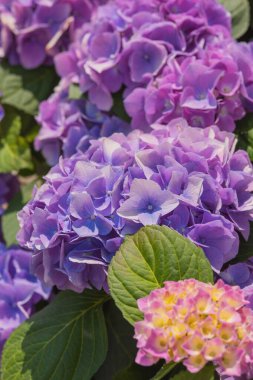 Güzel mor ve pembe ortanca kümeleri gün ışığında renkli çiçekler sergiler.