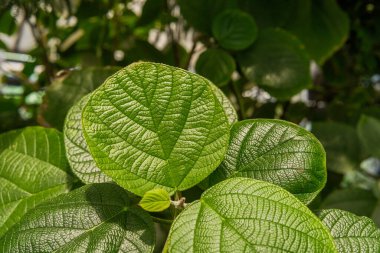 Botanik doku ve doğal detay kavramları için yumuşak ışık Piper