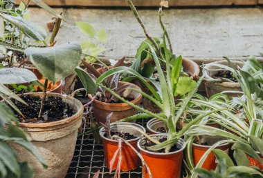 Aloe vera ve klorofitum, cilt bakımı ve doğal iyileşme kavramları için kil kaplarda karışıyor.