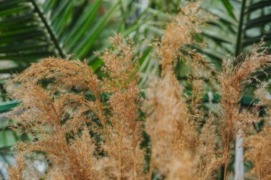 Tropikal kontrast ve modern botanik arzu kavramı için yeşil palmiye yapraklı otlar yakın plan.