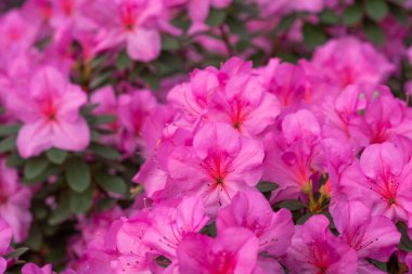 Çiçekli pembe açelya çiçekleri, arka planda azalia çiçekleri 