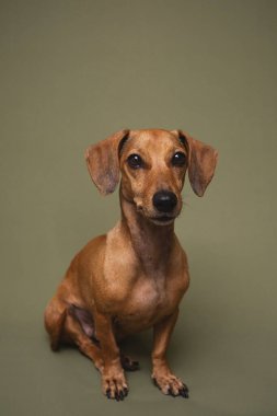 Yeşil arka planda oturan sevimli kahverengi dachshund köpeği evcil hayvan evlat edinme kampanyası veya köpek eğitme malzemeleri için ideal.