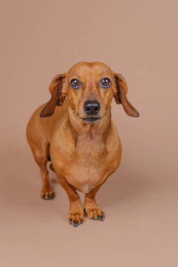 Dachshund bej zeminde tek başına dikiliyor. Uyarı cinse özgü içerik veya minimalist evcil hayvan temaları için mükemmel görünüyor.
