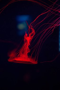 Kızıl Pasifik Denizi Kara Okyanusta Isırgan Balığı 