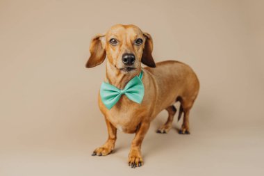 Yeşil papyonlu Dachshund mutluluk, mizah ya da neşeli hayvan yaşam tarzı konsepti için gülümsüyor.