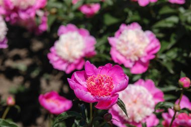 Parlak pembe şakayıklar canlı bir bahçede yemyeşil yaprakların arasında çiçek açar..