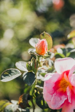 Pembe bir gül tomurcuğu ve açık bir çiçek gösterisi. Güneşli bahçede doğal güzellik..