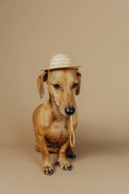 Yaz, tatil ve seyahat konsepti için bej arka planda saman şapkalı köpek