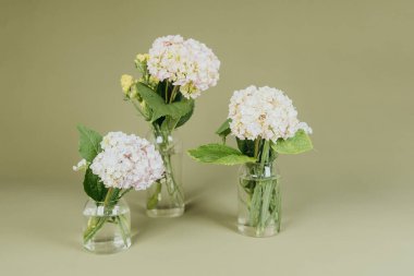 Temiz vazolarda pastel ortanca çiçekleri.