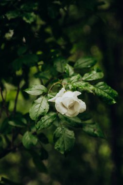 Narin bir beyaz çiçek, sakin bir ormanda canlı yeşil yaprakların arasında yetişir..