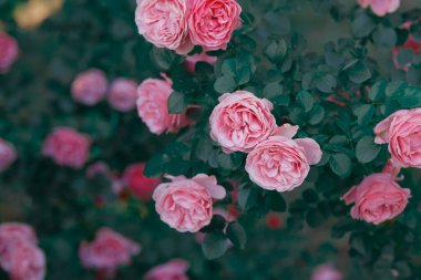 Güneşli bahçede yemyeşil yaprakların arasında yetişen narin pembe güller..