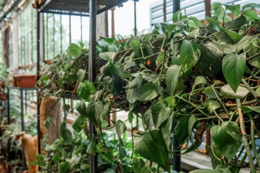 Scindapsus Pictus, yabani büyüme ve ev bitkisi dokusu kavramları için fabrikaya yakın çekim yapıyor.